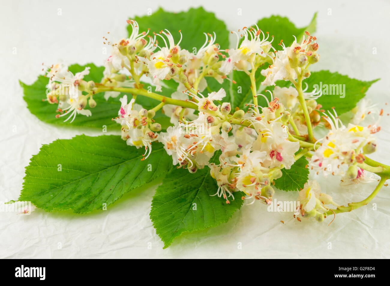 Castagni selvatici fiori che sbocciano su foglie di castagno Foto Stock
