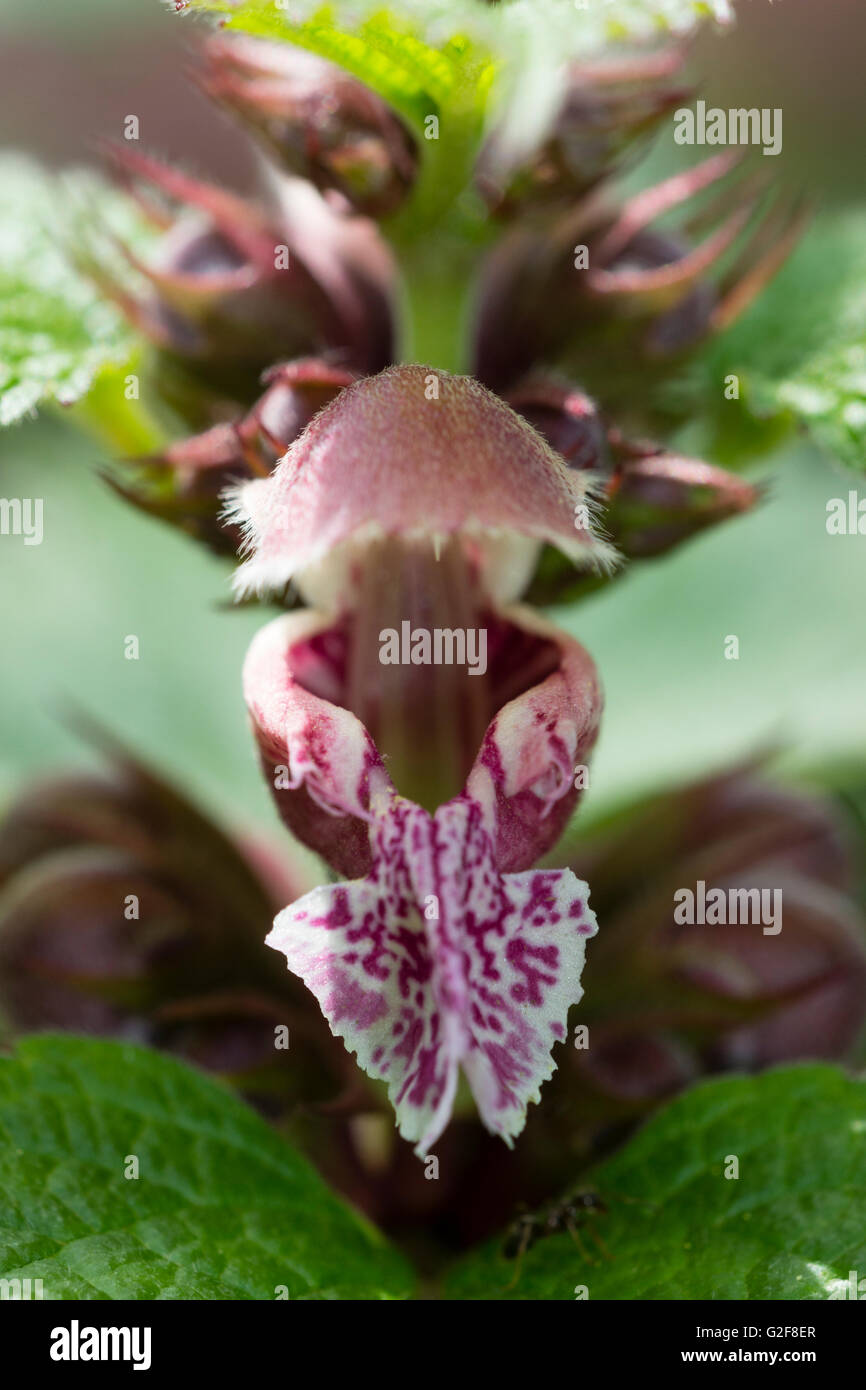 Macro close up di un singolo fiore dei morti ornamentali ortica, Lamium orvala Foto Stock
