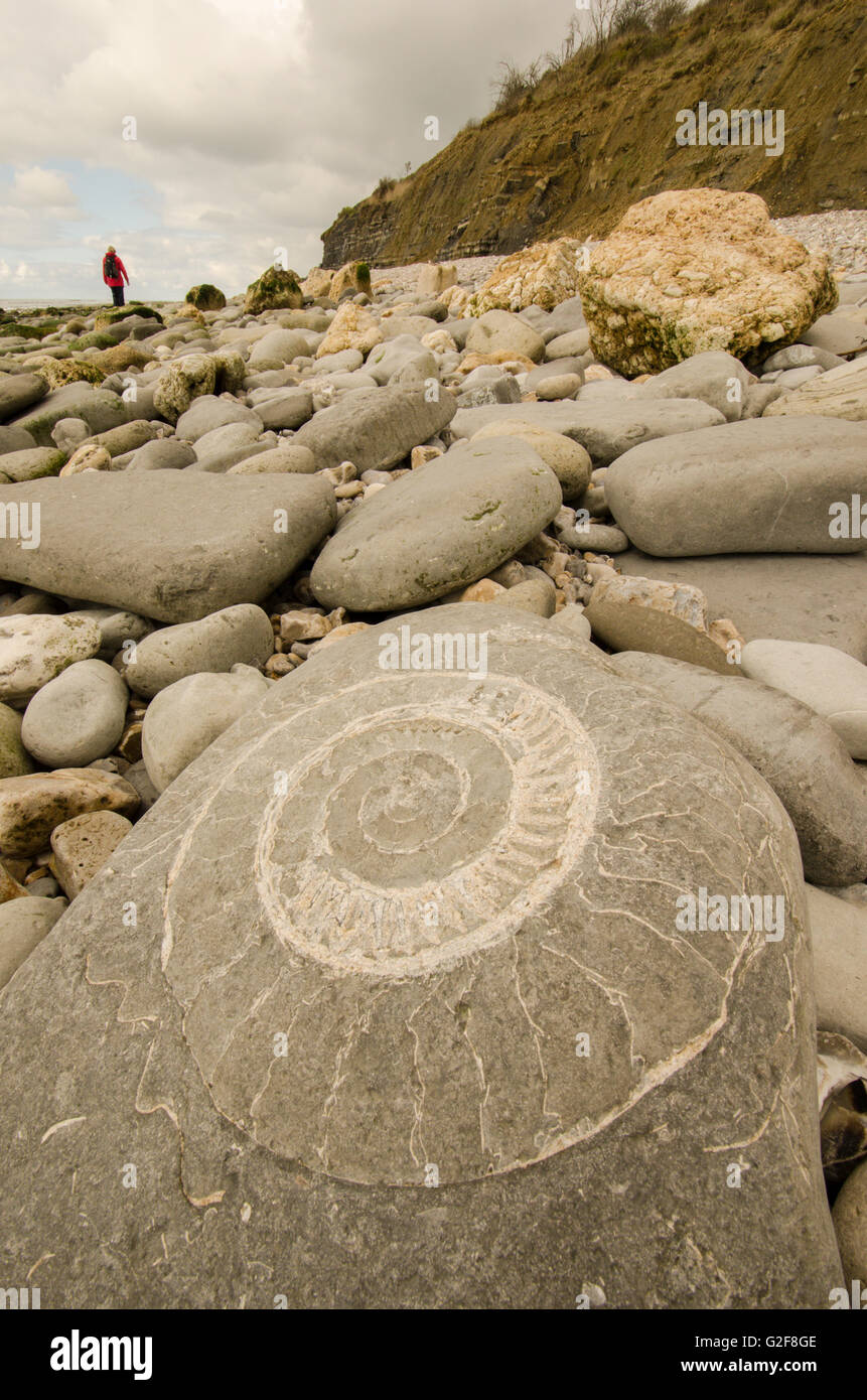 Ammonita combustibili su una roccia su una spiaggia a Lyme Regis, Dorset, Regno Unito. Walker in distanza. Foto Stock