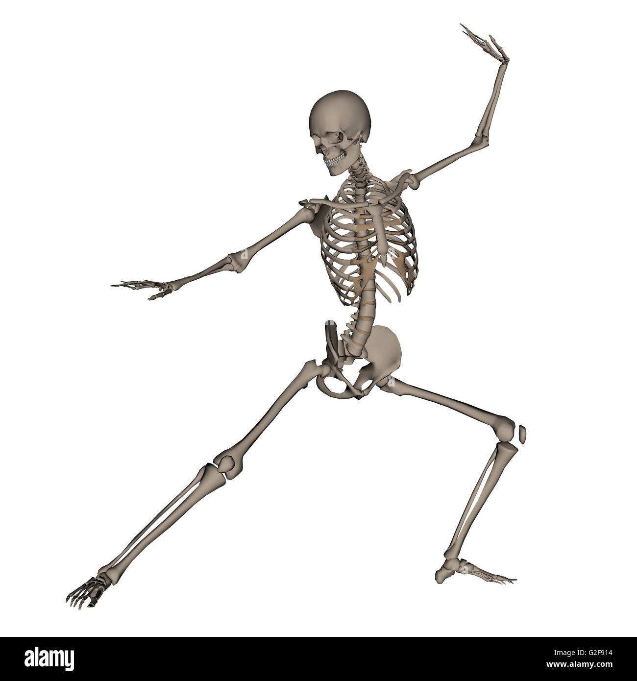 Vista anteriore dello scheletro umano in atteggiamento di combattimento, isolato su sfondo bianco. Foto Stock