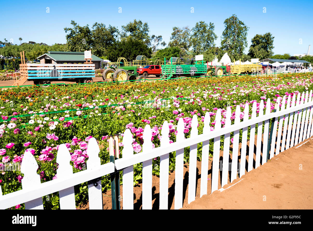 Un grande giardino di fiori ranuncoli dietro un white Picket Fence durante la primavera. Foto Stock