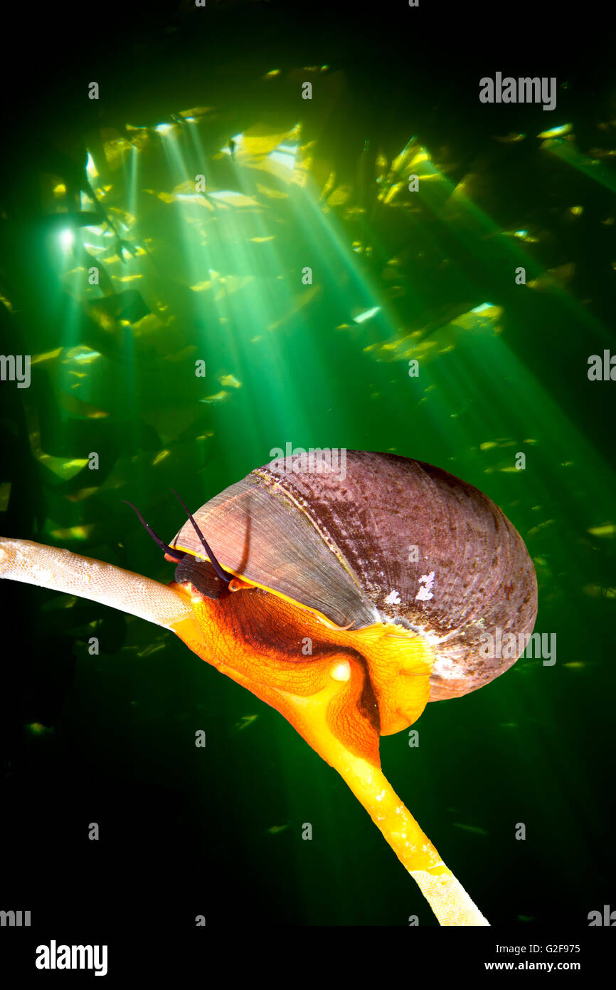 Una luce arancione brillante Norris top crawl lumaca su un kelp stipe mentre sunshine perfora la tettoia di kelp, la creazione di uno sfondo drammatico Foto Stock