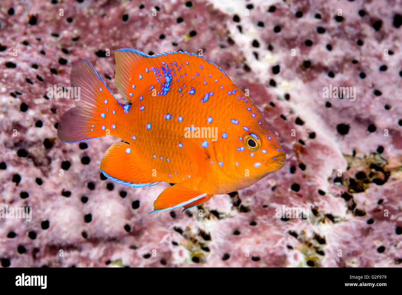 Un bambino garibaldi, il pesce dello stato della California, è caratterizzata dalla sua iridescenza blu spot, che scompaiono come l'animale Foto Stock