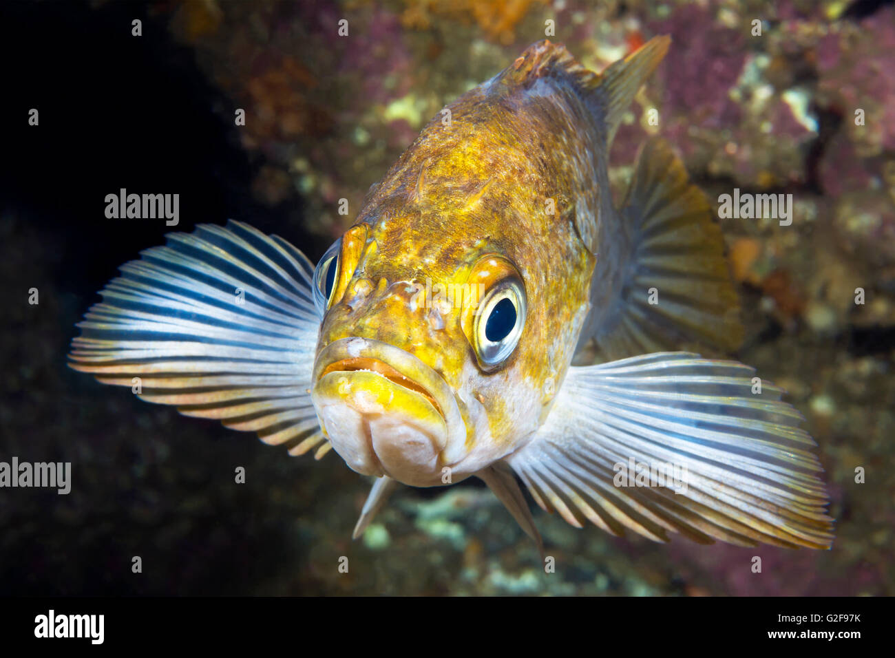 Un California il rame il pesce utilizza le sue alette a cuneo stesso su di una scogliera durante il riposo al tramonto Foto Stock