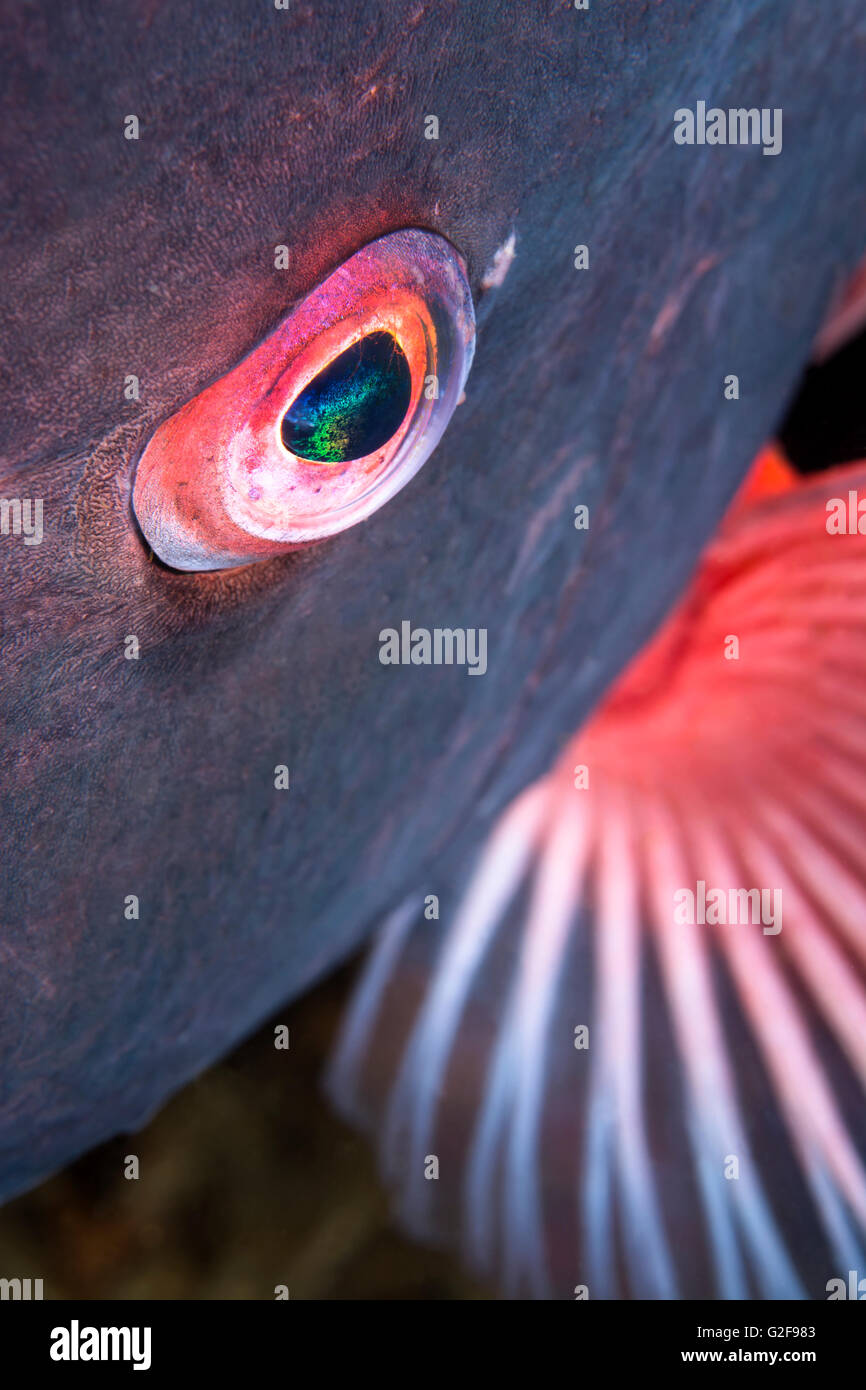 Una chiusura dell'occhio di un sheepshead pesce mostra il dettaglio e la bellezza di una natura selvaggia animali acquatici Foto Stock