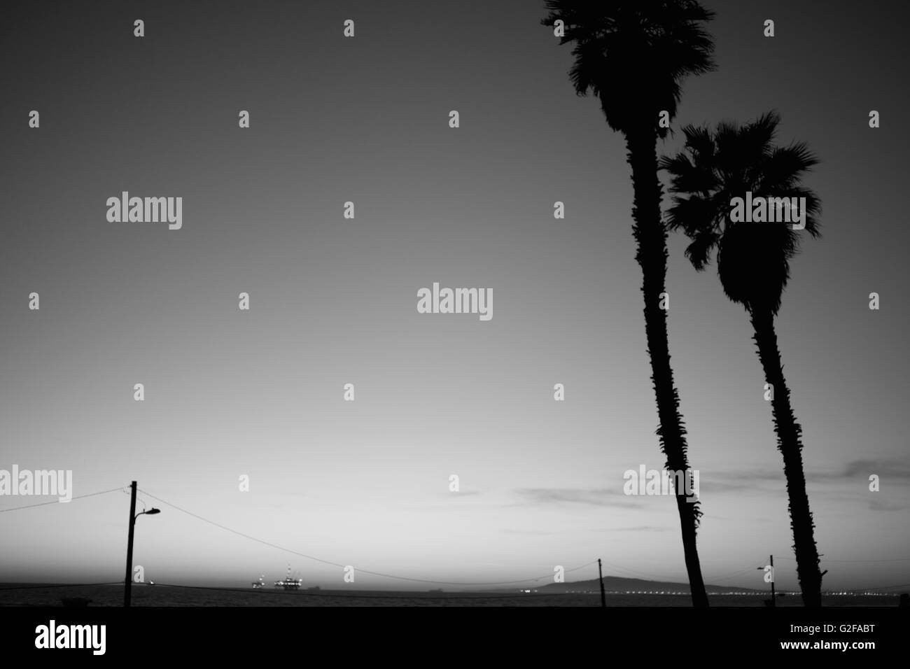 Palme lungo la spiaggia, Silhouette, Los Angeles, California, Stati Uniti d'America Foto Stock