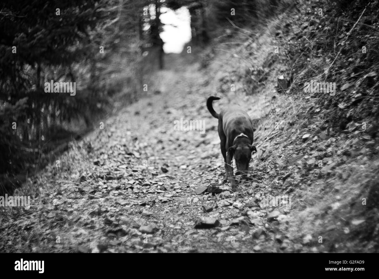 Cane nero sul sentiero Foto Stock