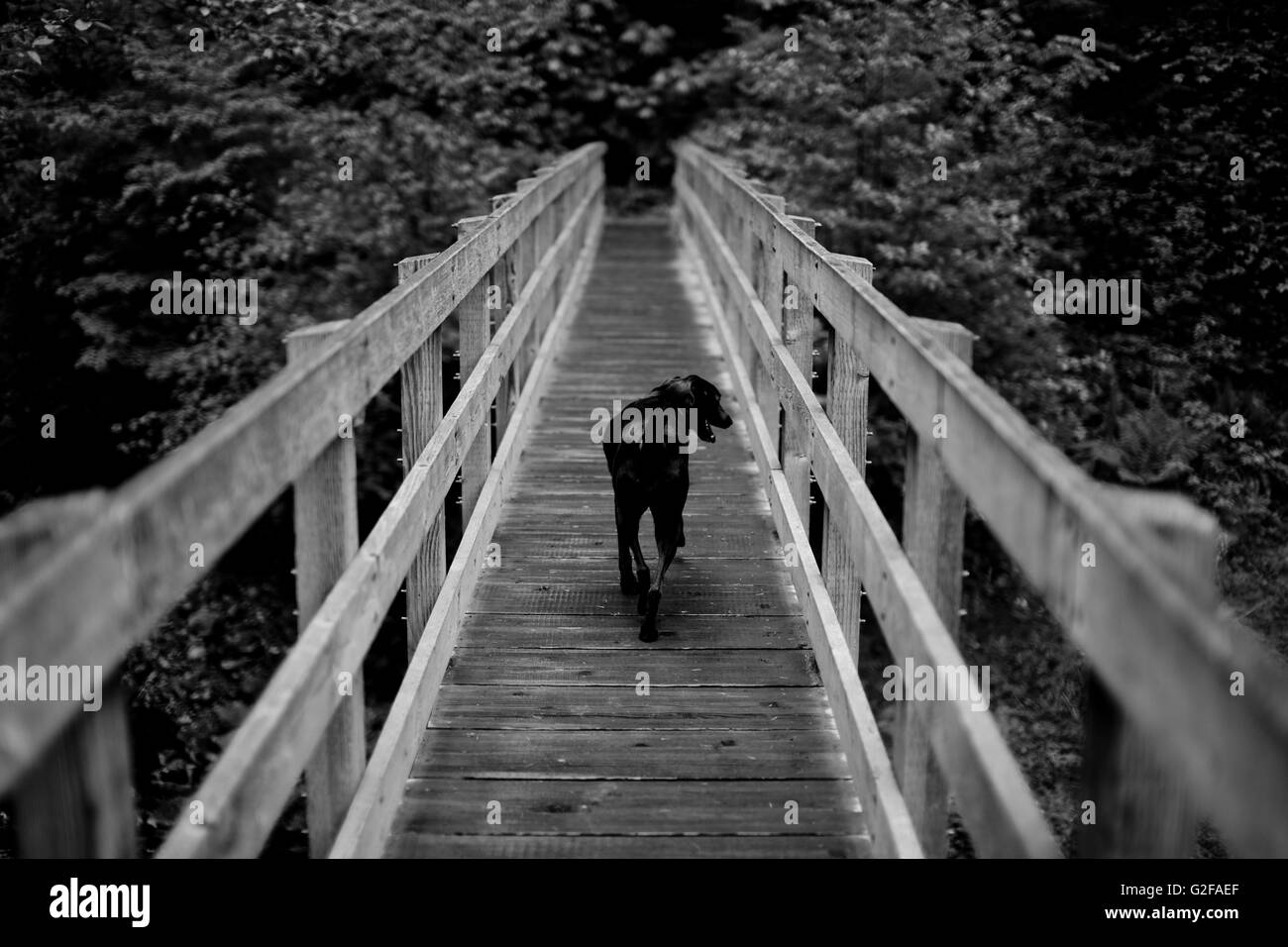 Cane nero attraversando il ponte di legno nella foresta Foto Stock