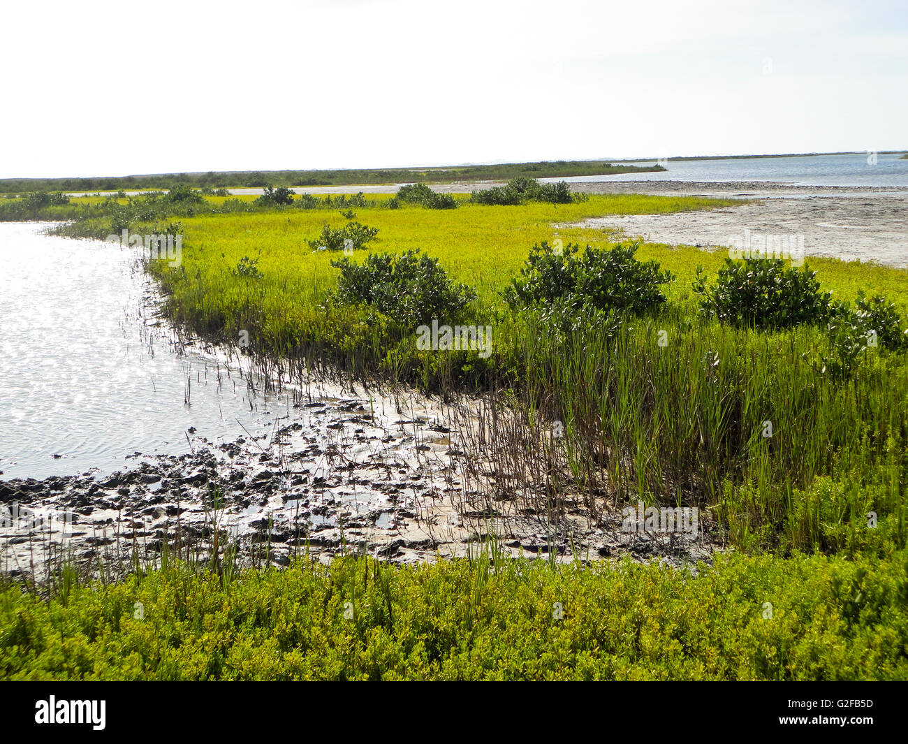 Mustang isola riserva naturale, Corpis Christie, Texas Foto Stock