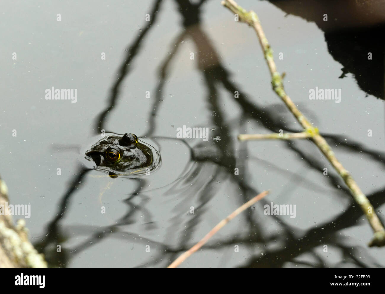 Frog peeping sopra l'acqua Foto Stock