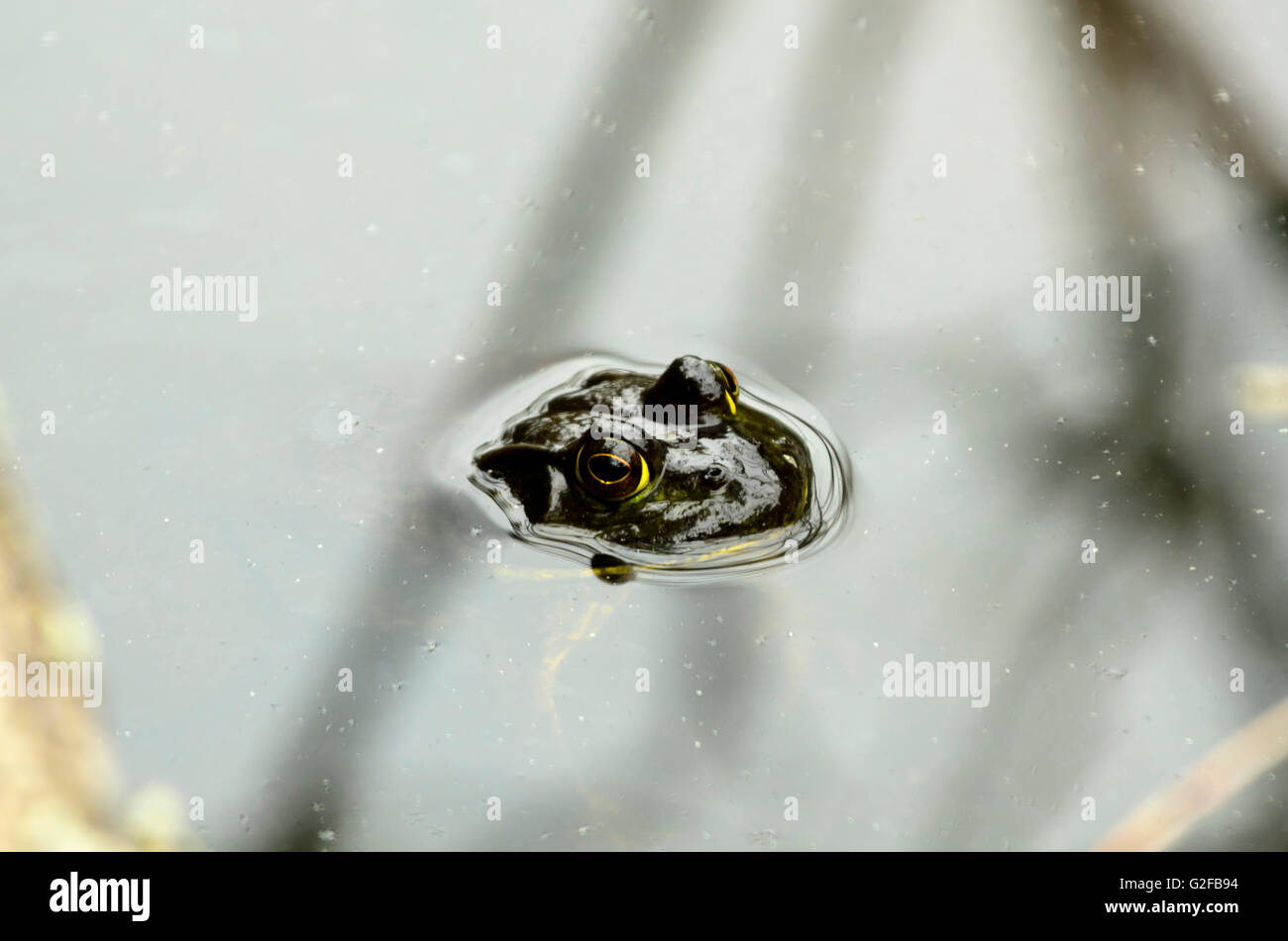 Frog peeping sopra l'acqua Foto Stock