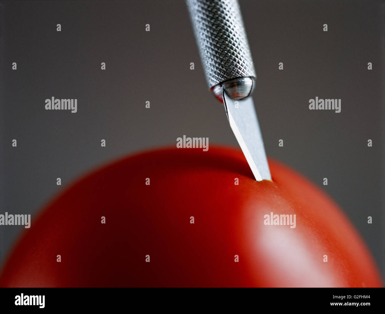 Lama bloccata in un pomodoro Foto Stock