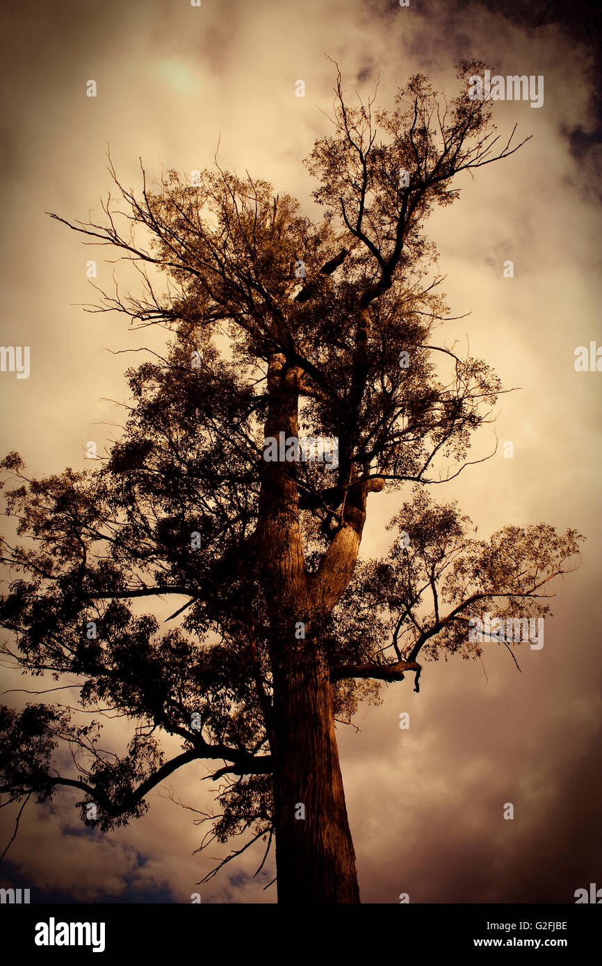 Tree contro il cielo nuvoloso, basso angolo di visione Foto Stock