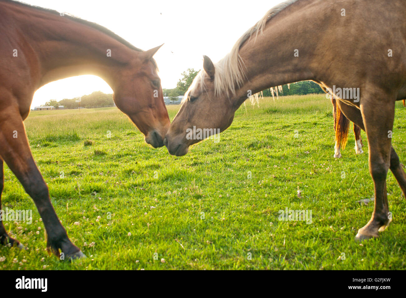 Due cavalli toccando nasi Foto Stock