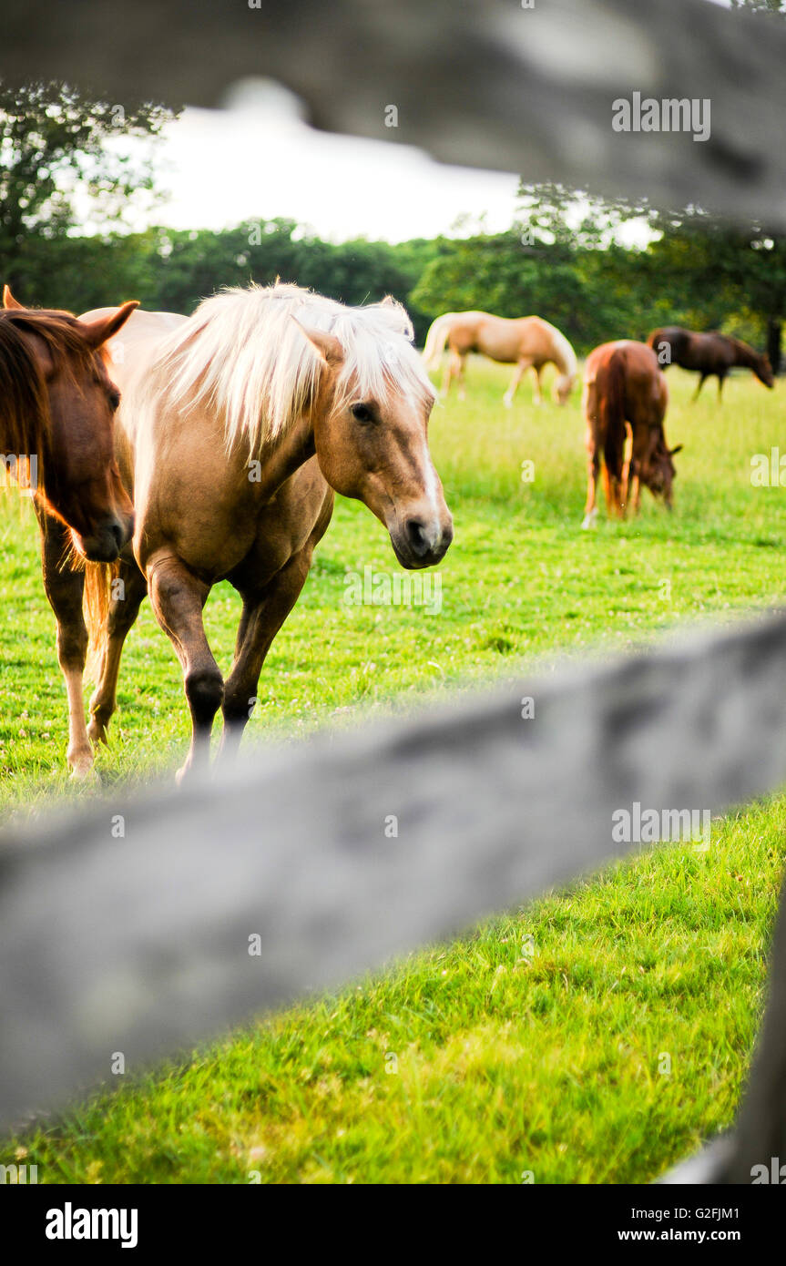 Cavalli nel campo Foto Stock
