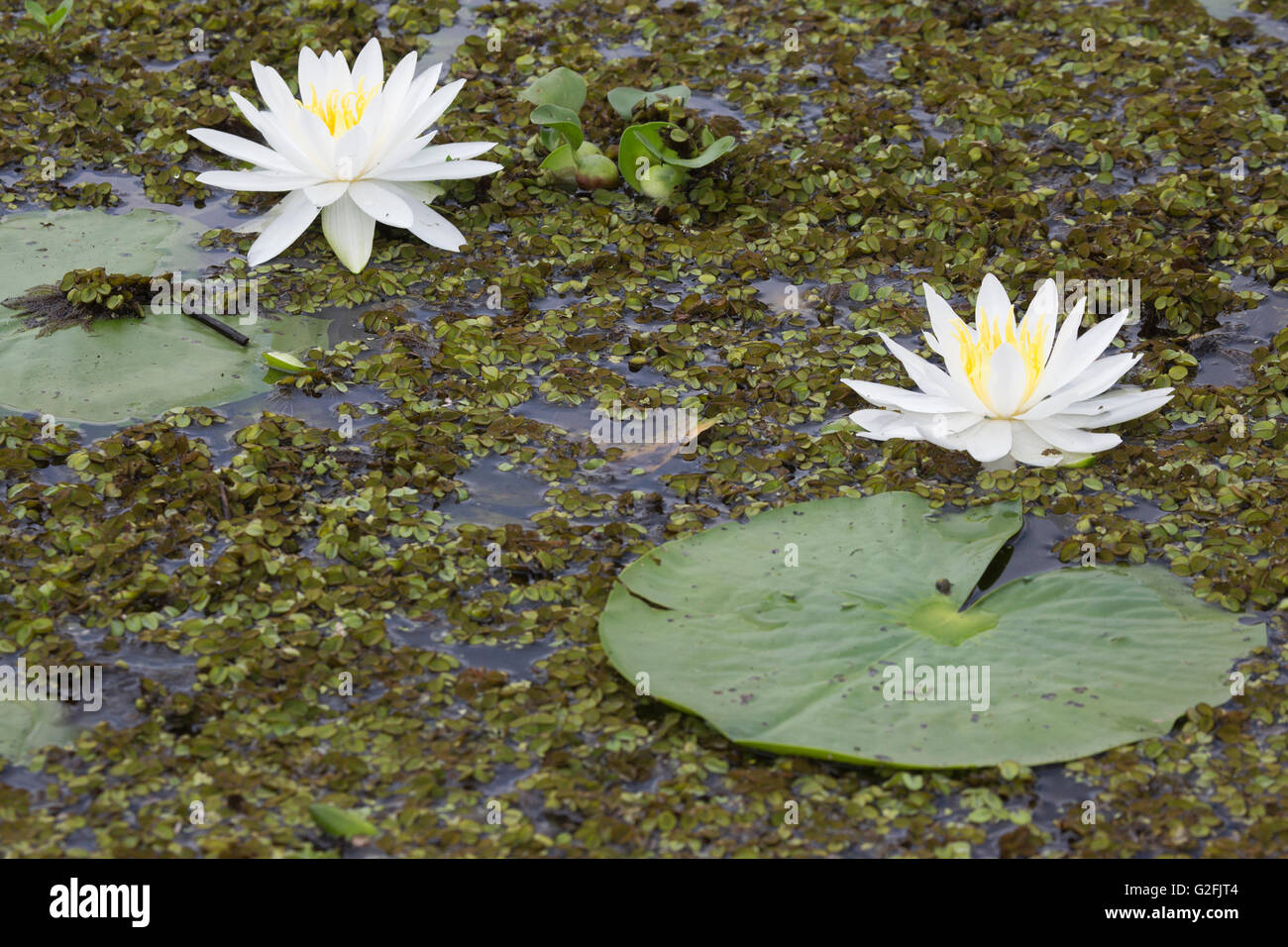 Ninfee che crescono nel lago coperto da Salvinia e cerotto di giacinto d'acqua (crassipi di Eichornia), Louisiana Foto Stock