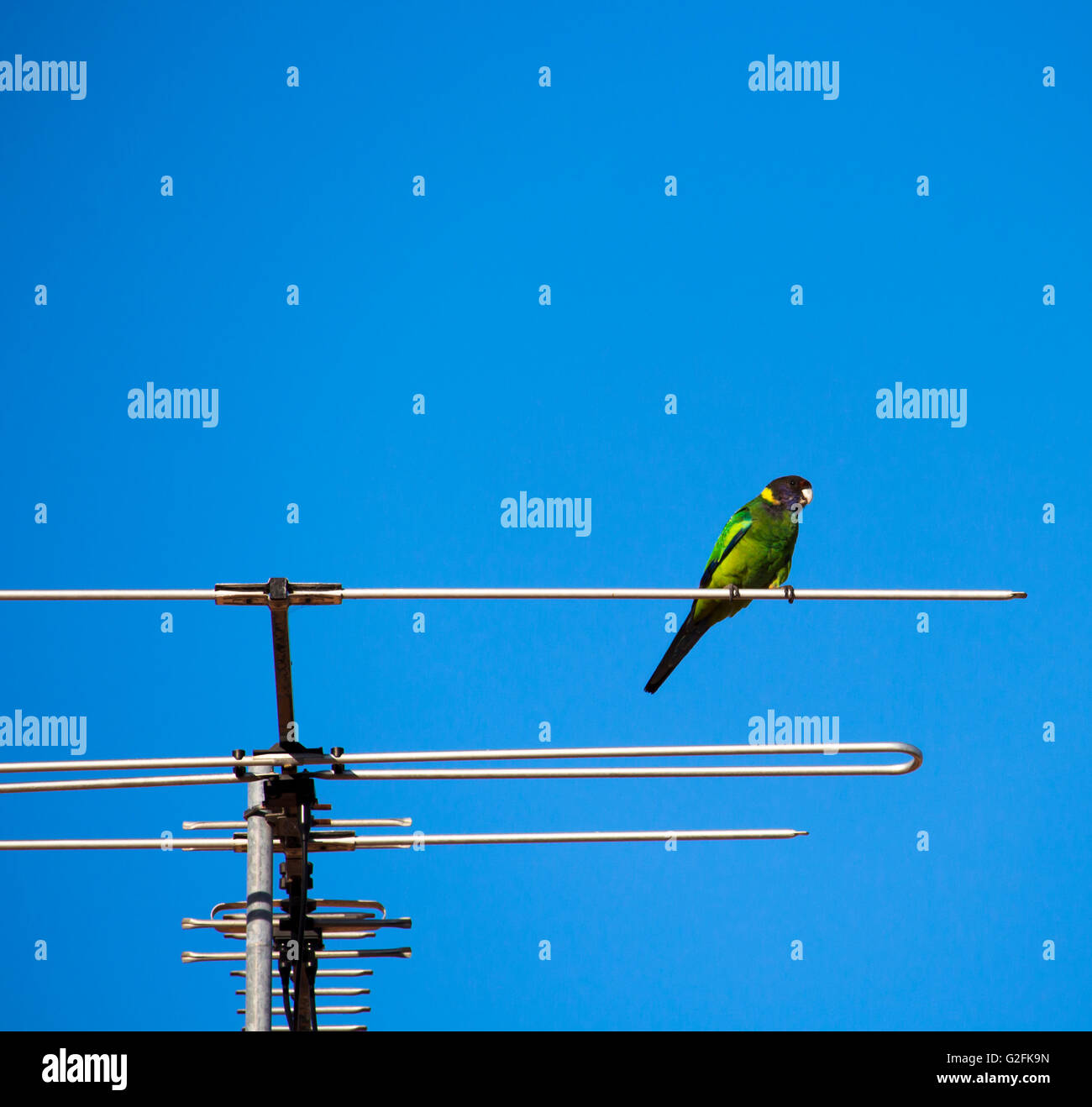 Australian Ringneck (Barnardius zonarius) parrot o ventotto, un uccello nativo di Australia posatoi su un TV suburbana pole. Foto Stock