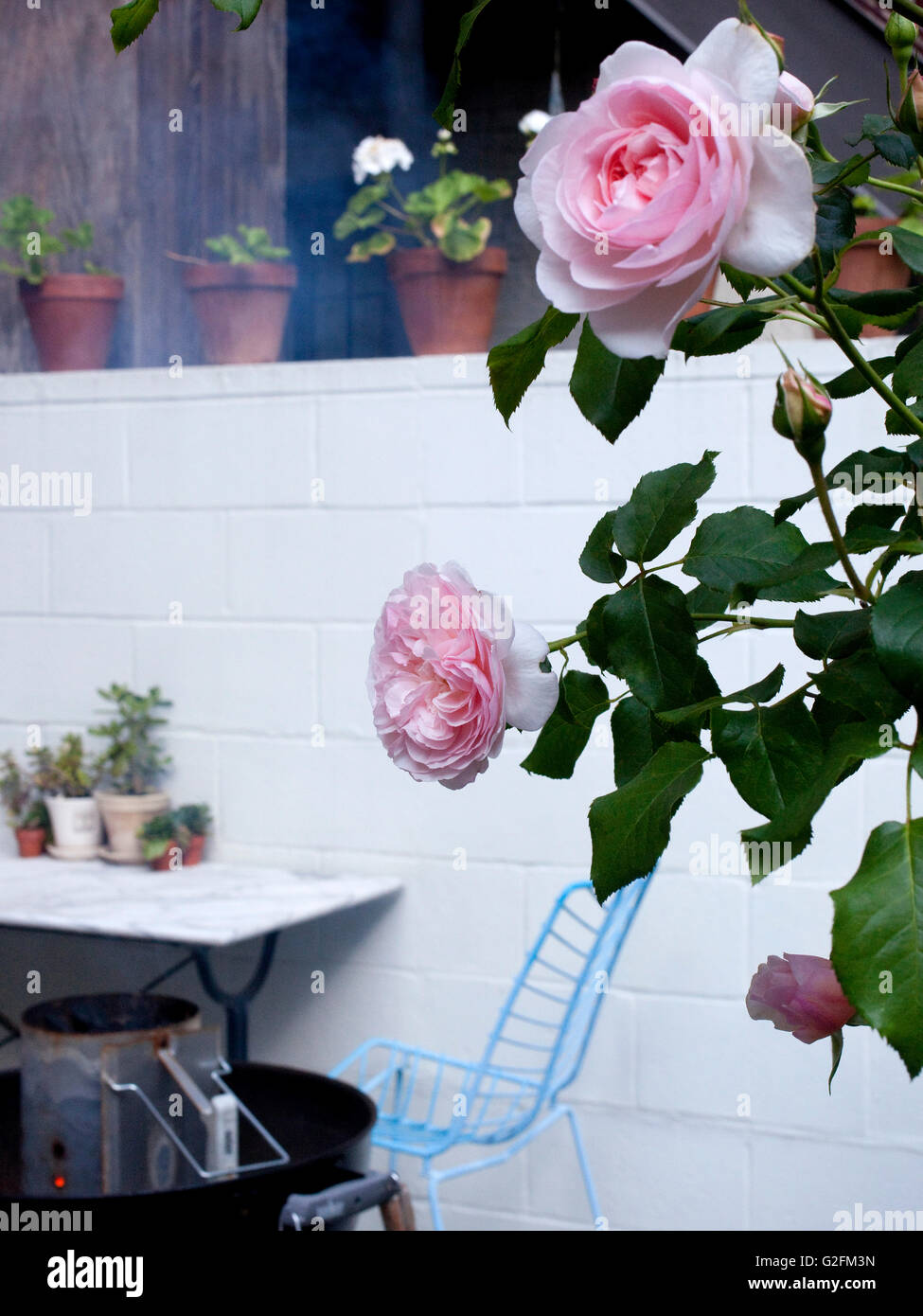 Fioritura di rose nel portico del cortile Foto Stock