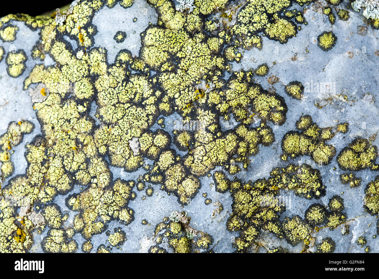 Giallo licheni crescono su di una pietra naturale. Può essere utilizzato come texture di sfondo o Foto Stock