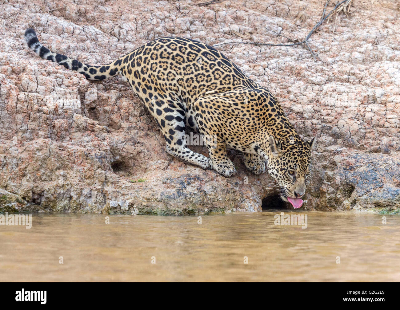 Femmina selvatici Jaguar di bere da un fiume. Foto Stock