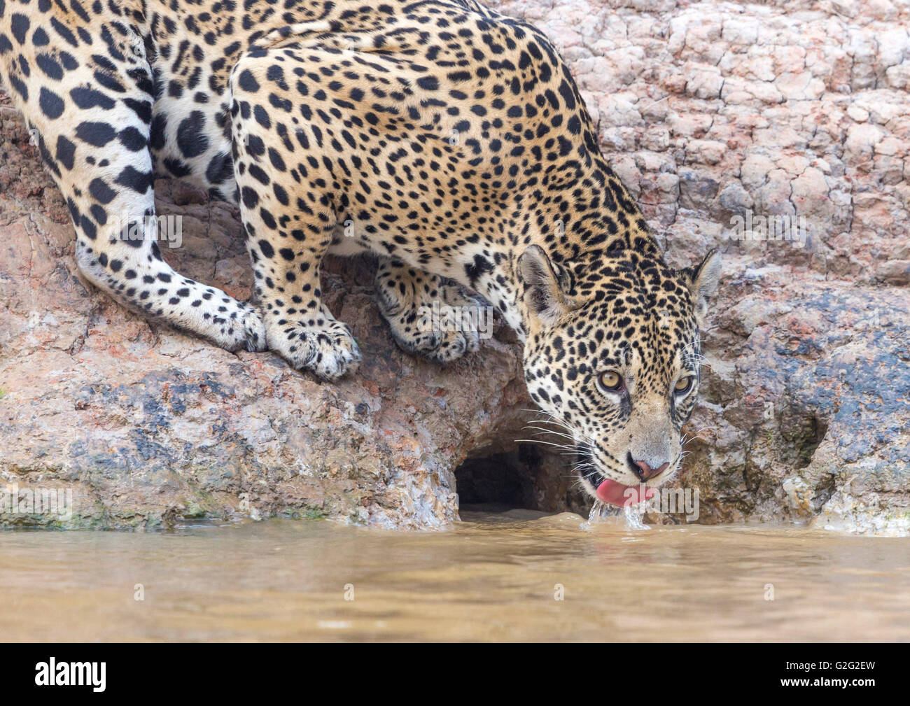 Wild Jaguar di bere da un fiume Foto Stock