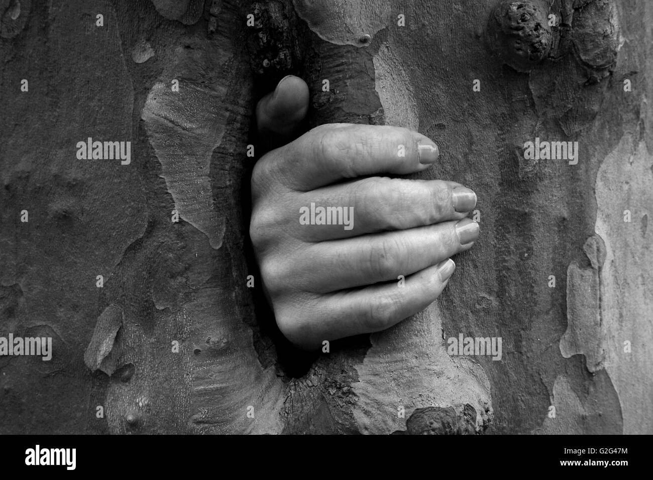 Mano e tronco di albero, Close-Up Foto Stock