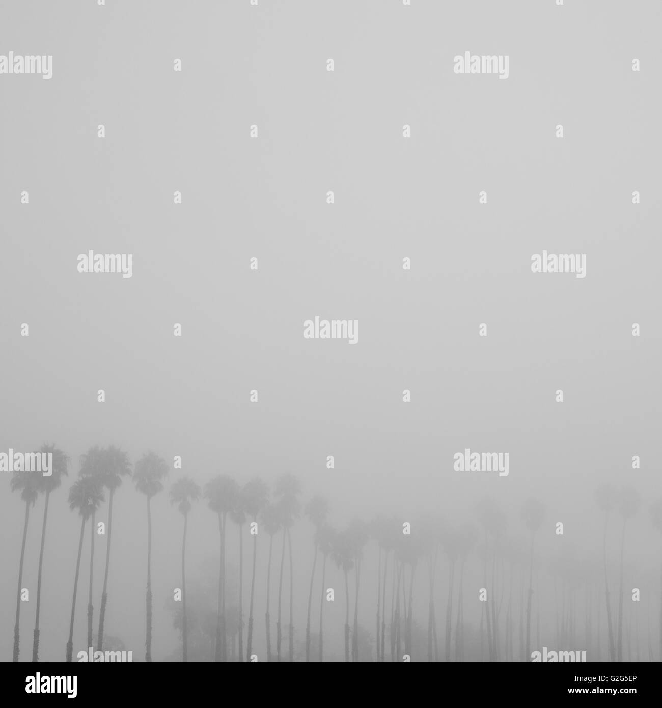 Fila di Palme nella nebbia Foto Stock