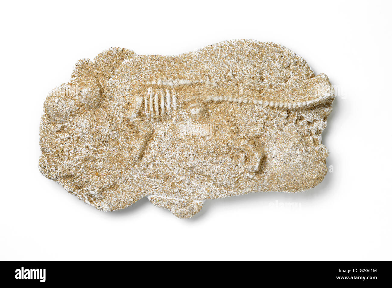 Fossili di dinosauro isolato su bianco Foto Stock
