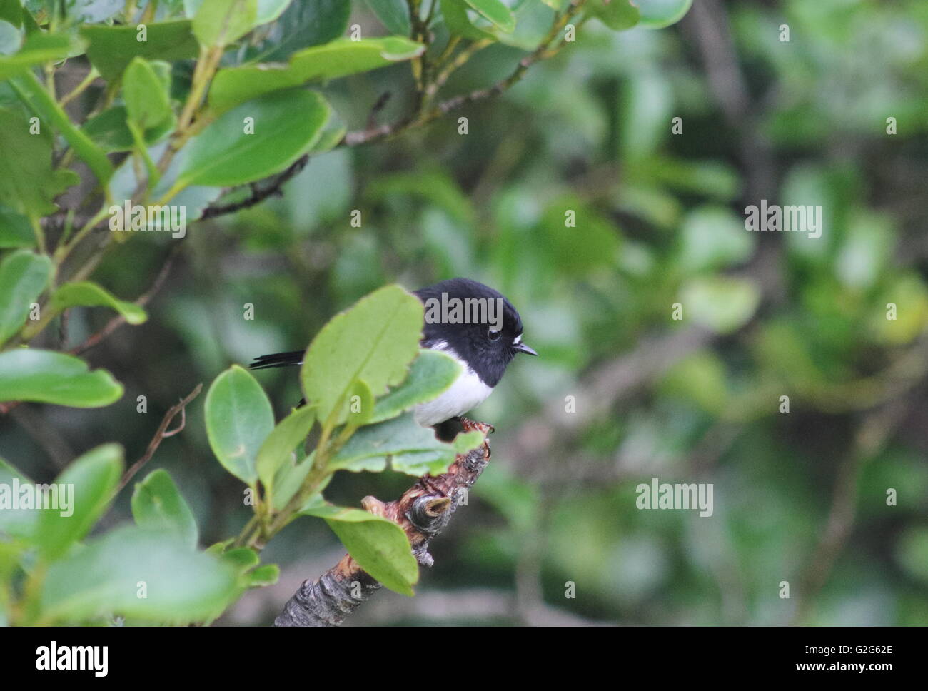 La cinciarella (Petroica macrocephala) un uccello endemico della Nuova Zelanda Foto Stock