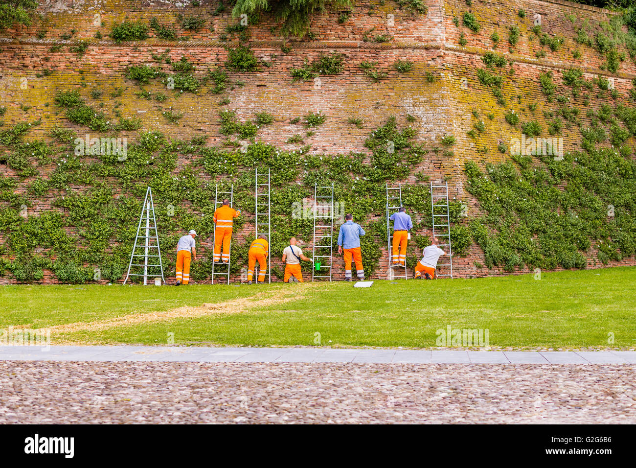 I lavoratori della città di indumenti di segnalazione durante la raccolta di capperi da piante rampicanti lungo le mura medievali del municipio Foto Stock