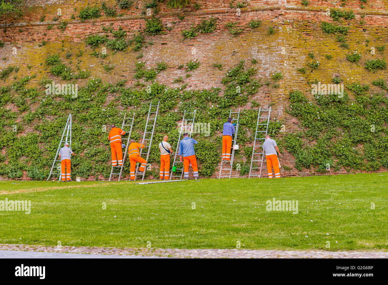 I lavoratori della città di indumenti di segnalazione durante la raccolta di capperi da piante rampicanti lungo le mura medievali del municipio Foto Stock