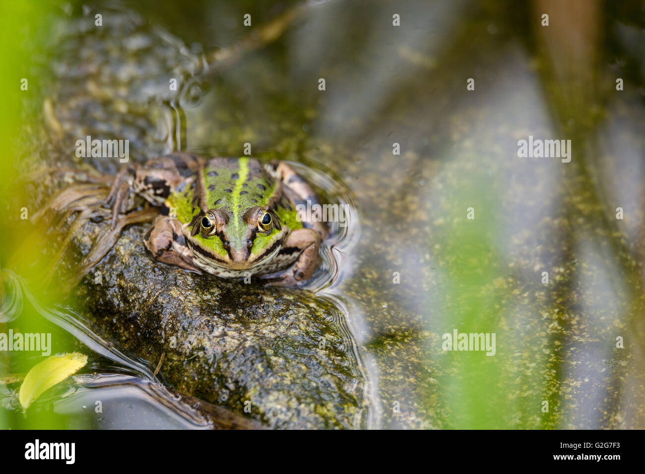 Perfettamente mascherata rana verde in acqua, molla wildlife Repubblica ceca. Fob verde in stagno mascherata in piante verdi in acqua Foto Stock