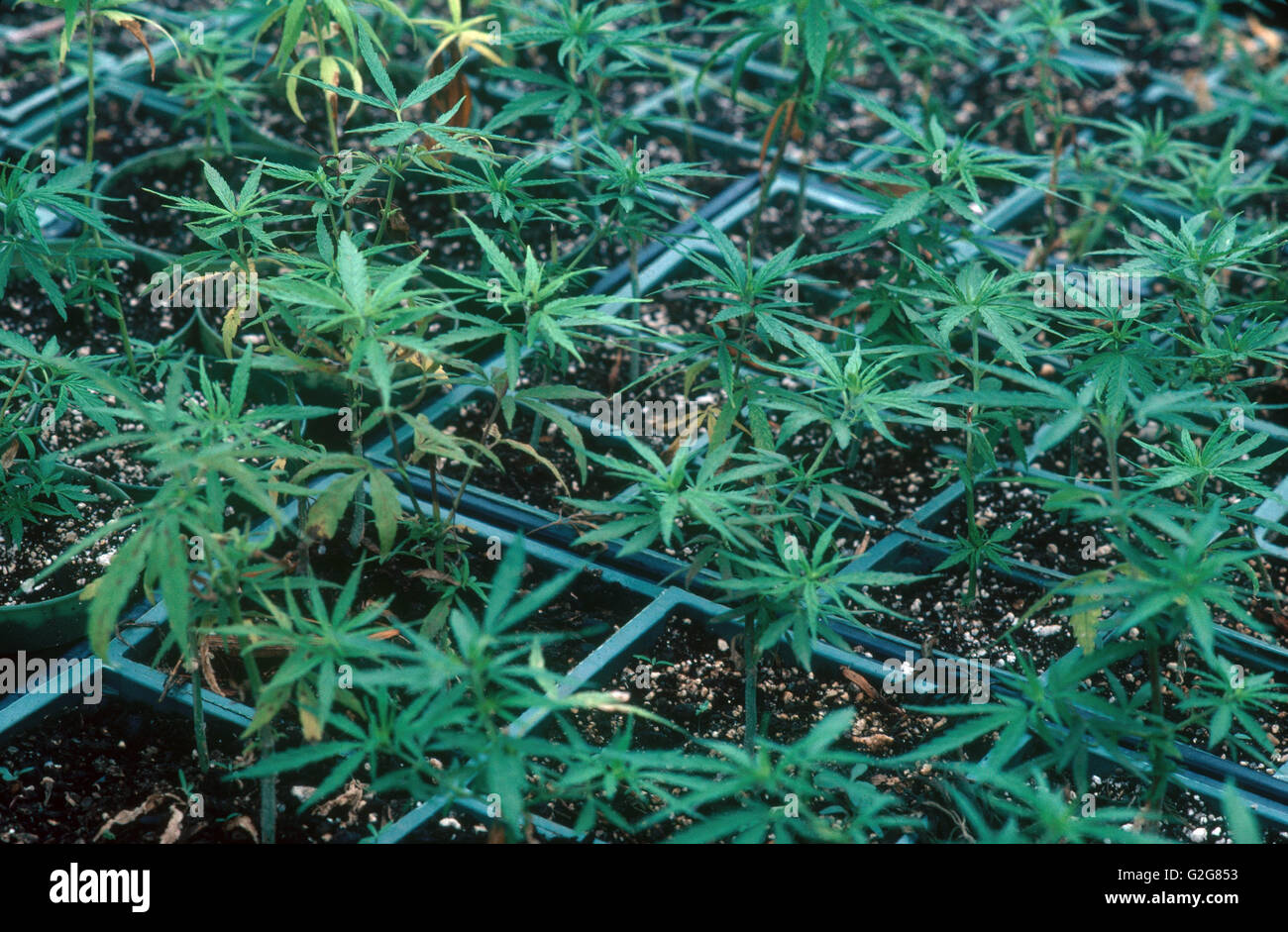 La marijuana (cannabis sativa) essendo cresciuto in Upstate New York. Questa pianta ha numerosi effetti terapeutici ed è talvolta utilizzato Foto Stock