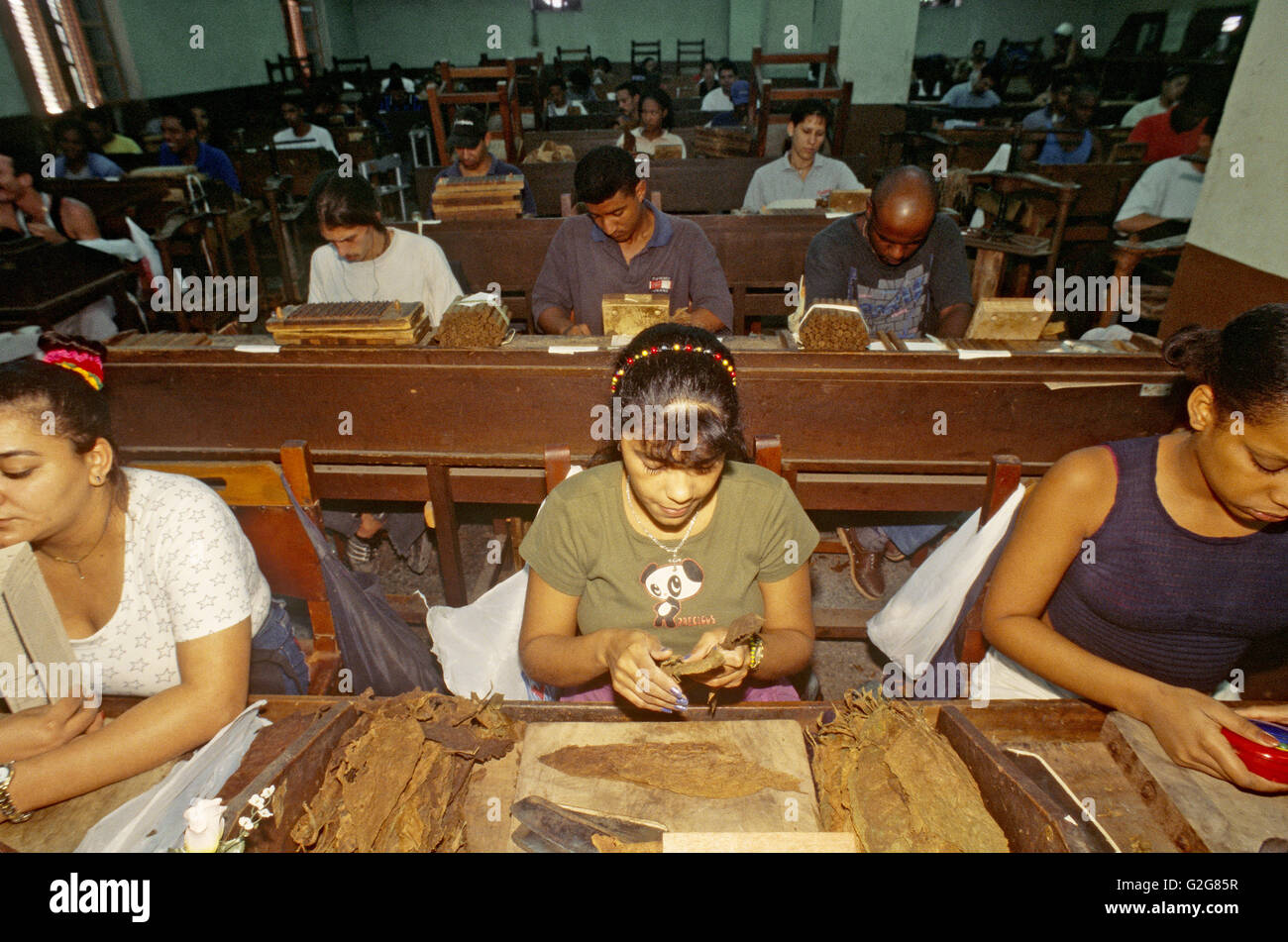 Le donne fanno sigari nel Cohiba fabbrica; l'Avana, Cuba. Foto Stock