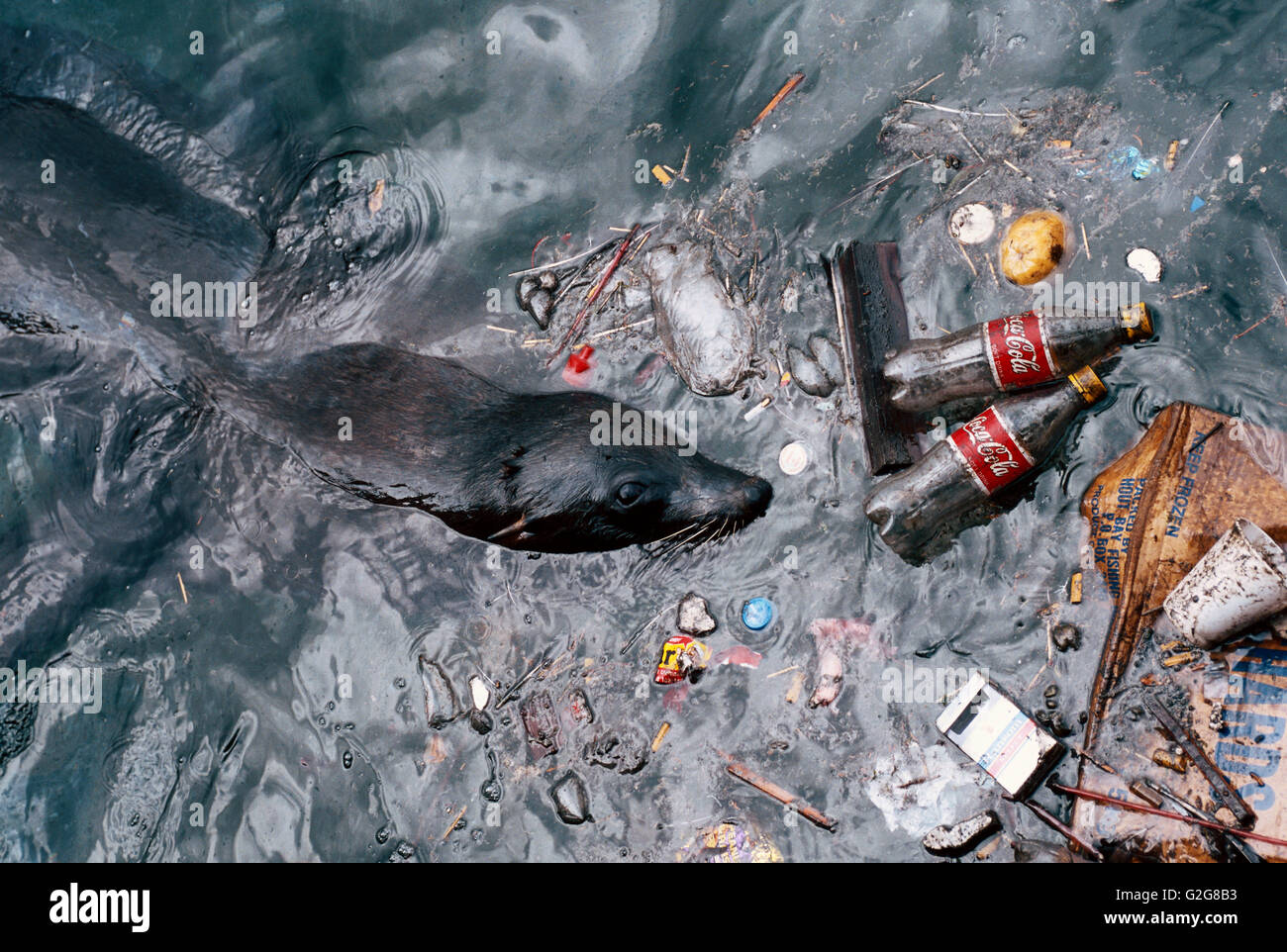 Sello de contaminación immagini e fotografie stock ad alta risoluzione ...