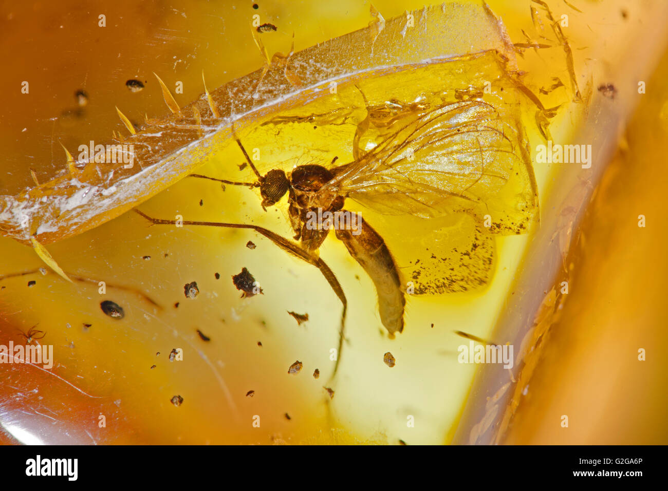 Intrappolato volare gli insetti in ambra baltica, 44 milioni di anni fa, lower middle Eocene ser Foto Stock