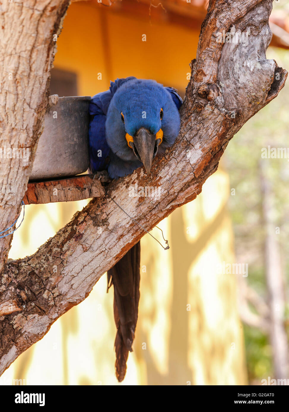 Macaw malato Foto Stock