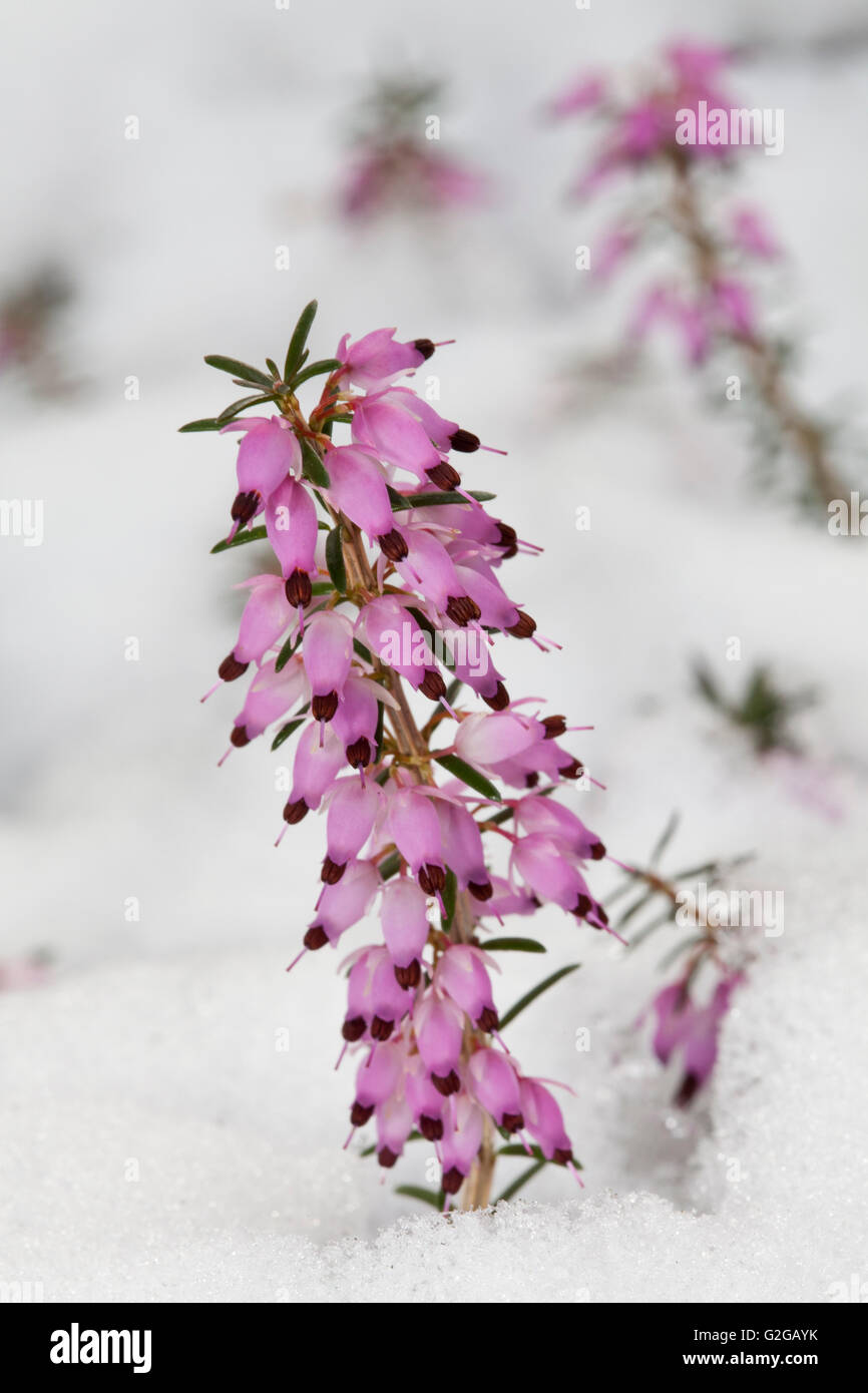 La molla di erica (Erica carnea), Germania Foto Stock