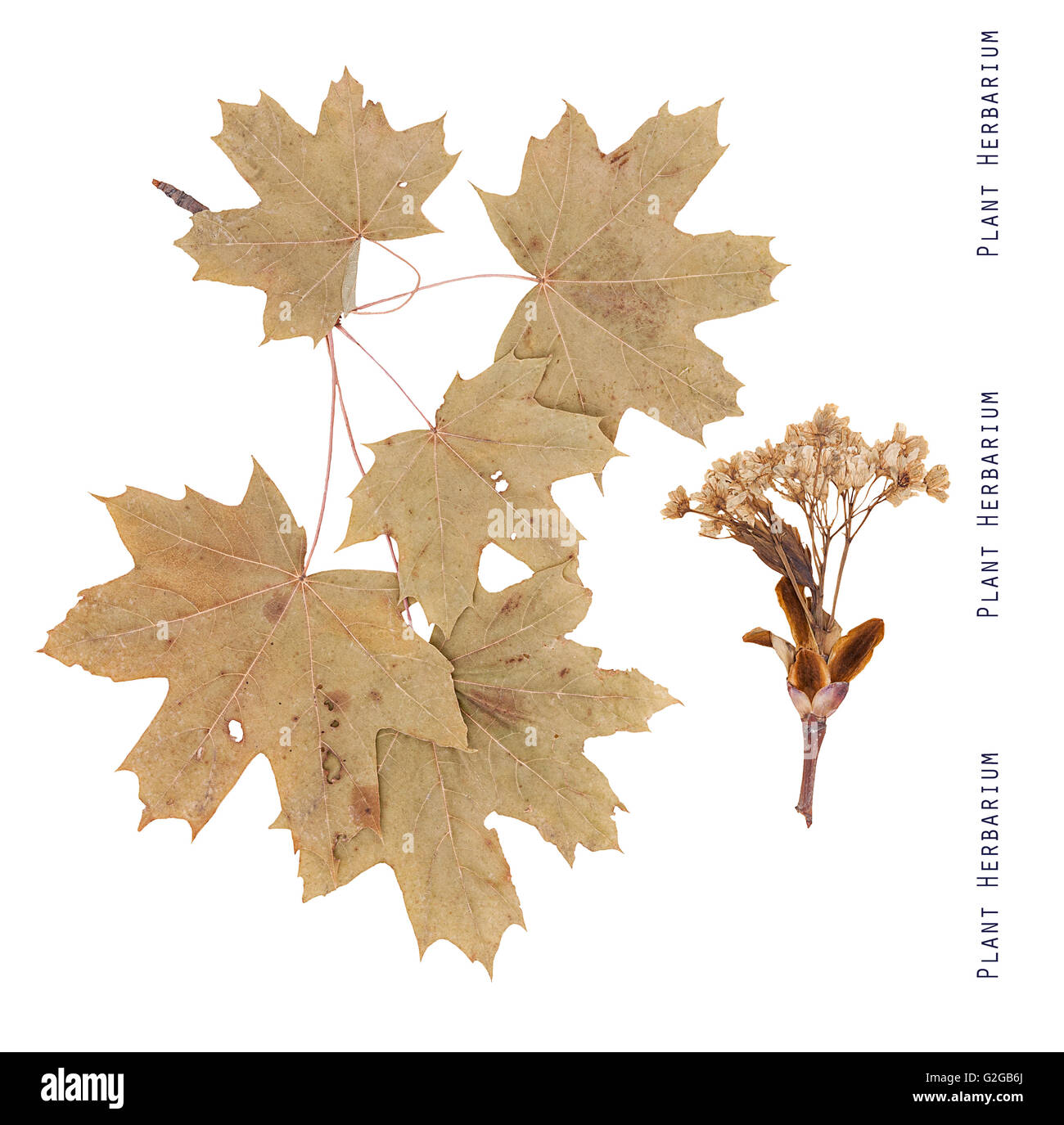 Impianto di erbario di acero. Rami, fiori e foglie di acero isolato su bianco Foto Stock