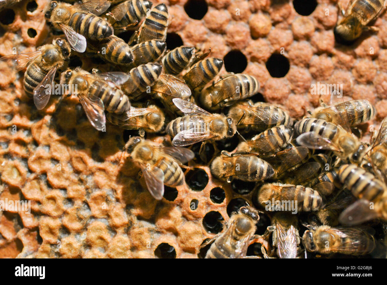 Il miele api (Apis mellifera) su un favo di miele nell'alveare Foto Stock