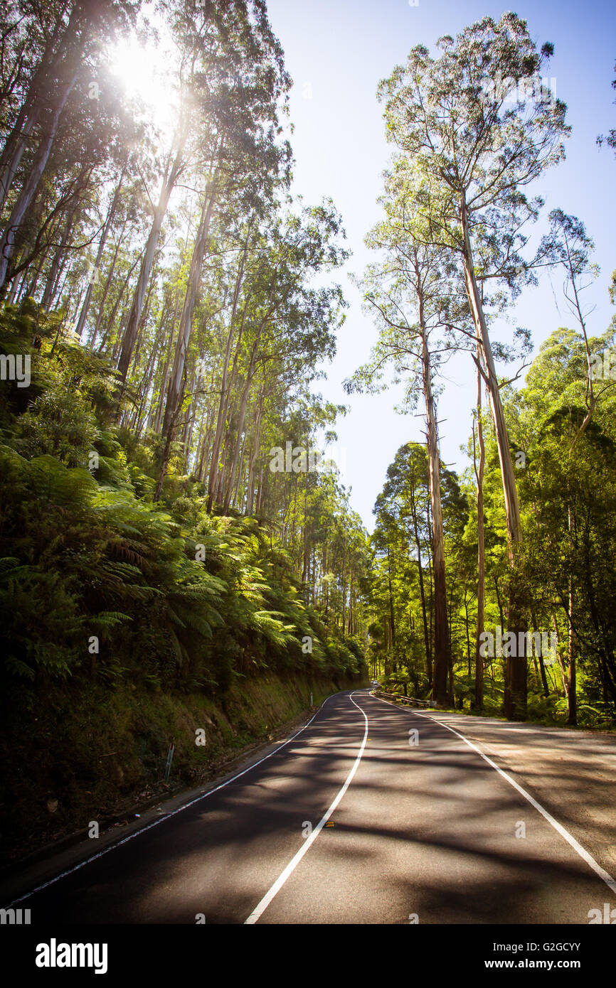 Il sperone nero dopo il sabato nero bushfires nei pressi di Healesville, Victoria, Australia Foto Stock