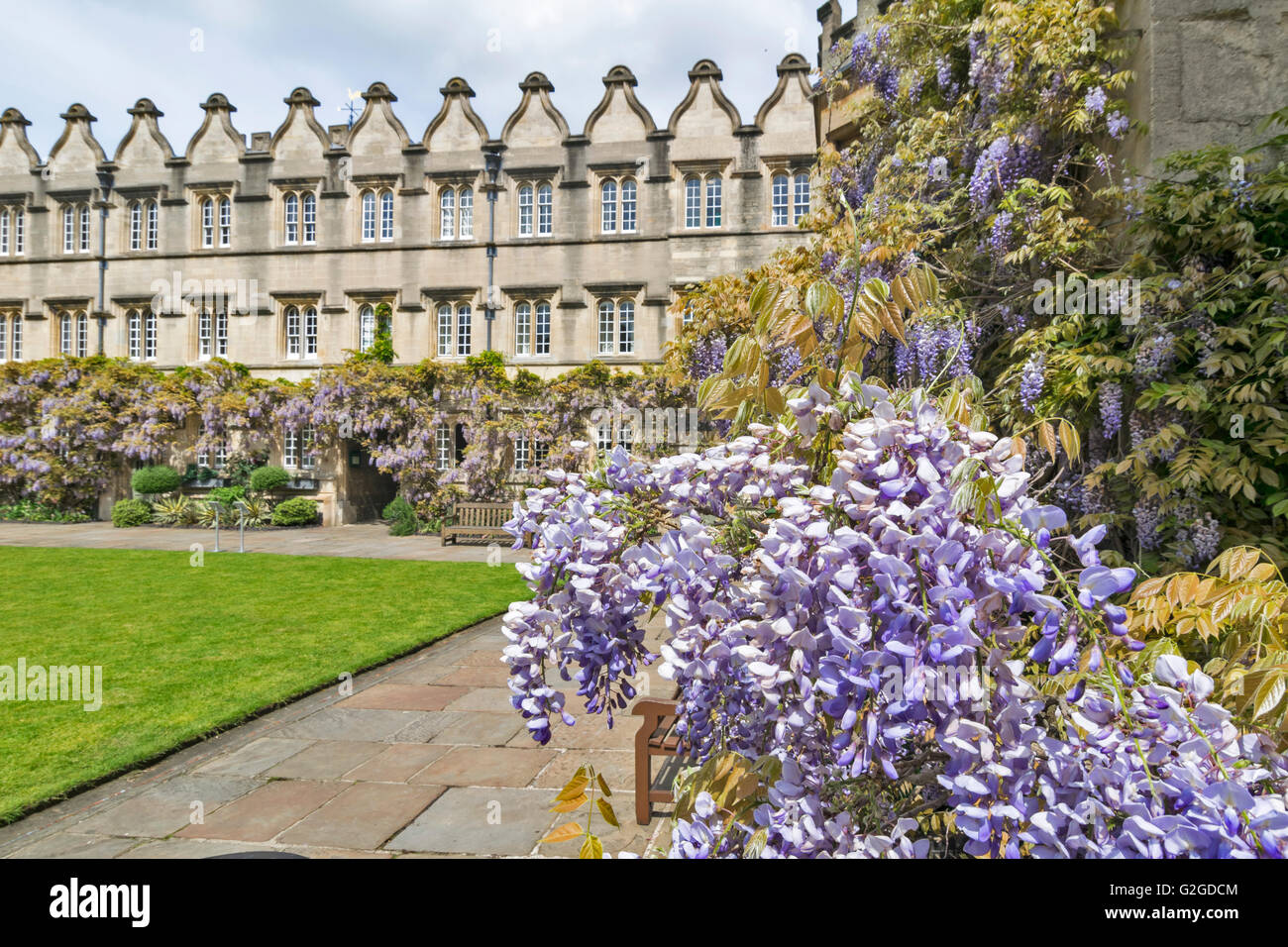 Fiori di glicine che cresce su una porta di Gesù College di Oxford Foto Stock
