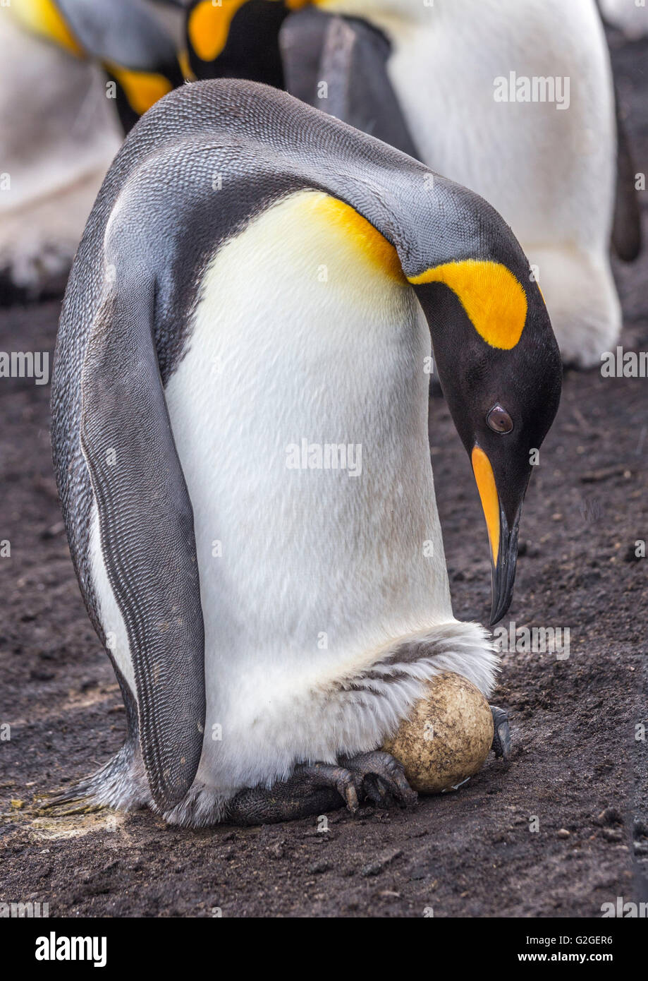 Un genitore re Penguin guarda un uovo sui suoi piedi Foto Stock