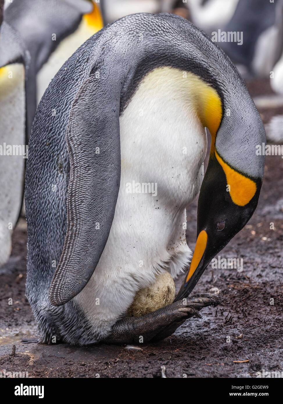 Pinguino reale tende al suo uovo Foto Stock