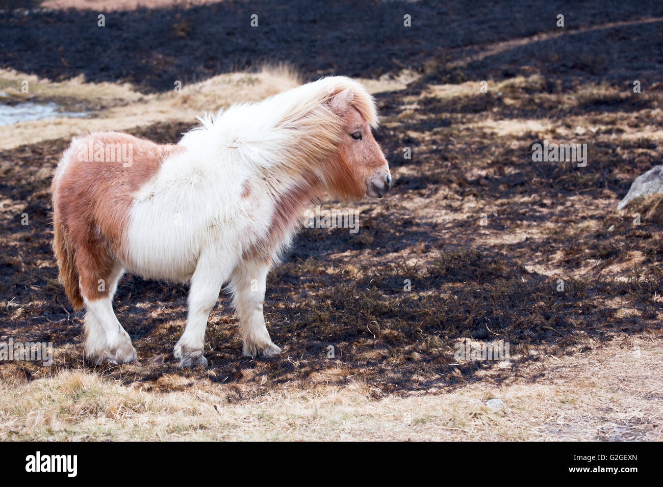 Un giovane puledro sorgeva su un area di erba bruciata dopo swaling sul Parco Nazionale di Dartmoor Devon UK Foto Stock