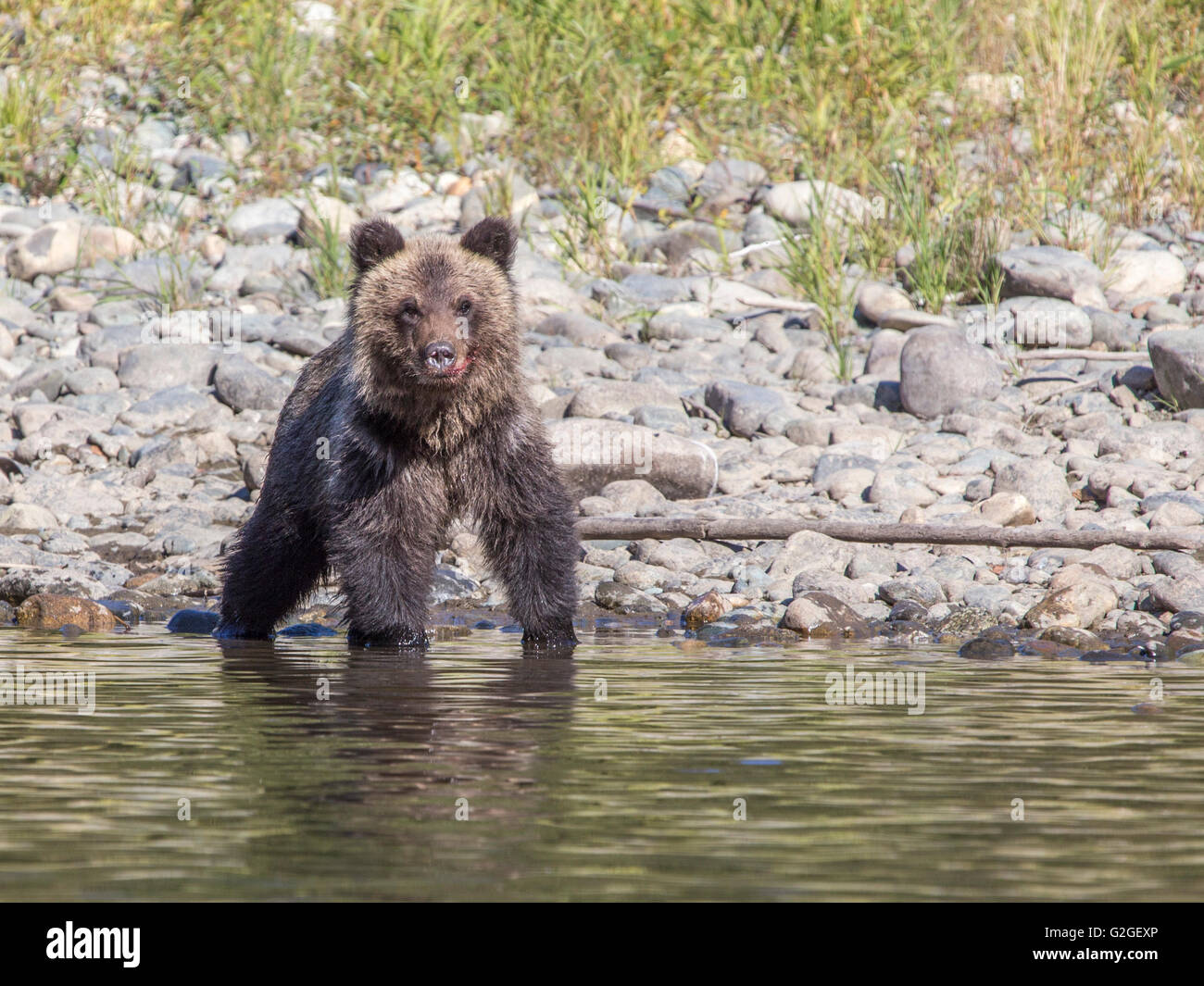 Un Grizzly Bear Cub in piedi in un fiume Foto Stock