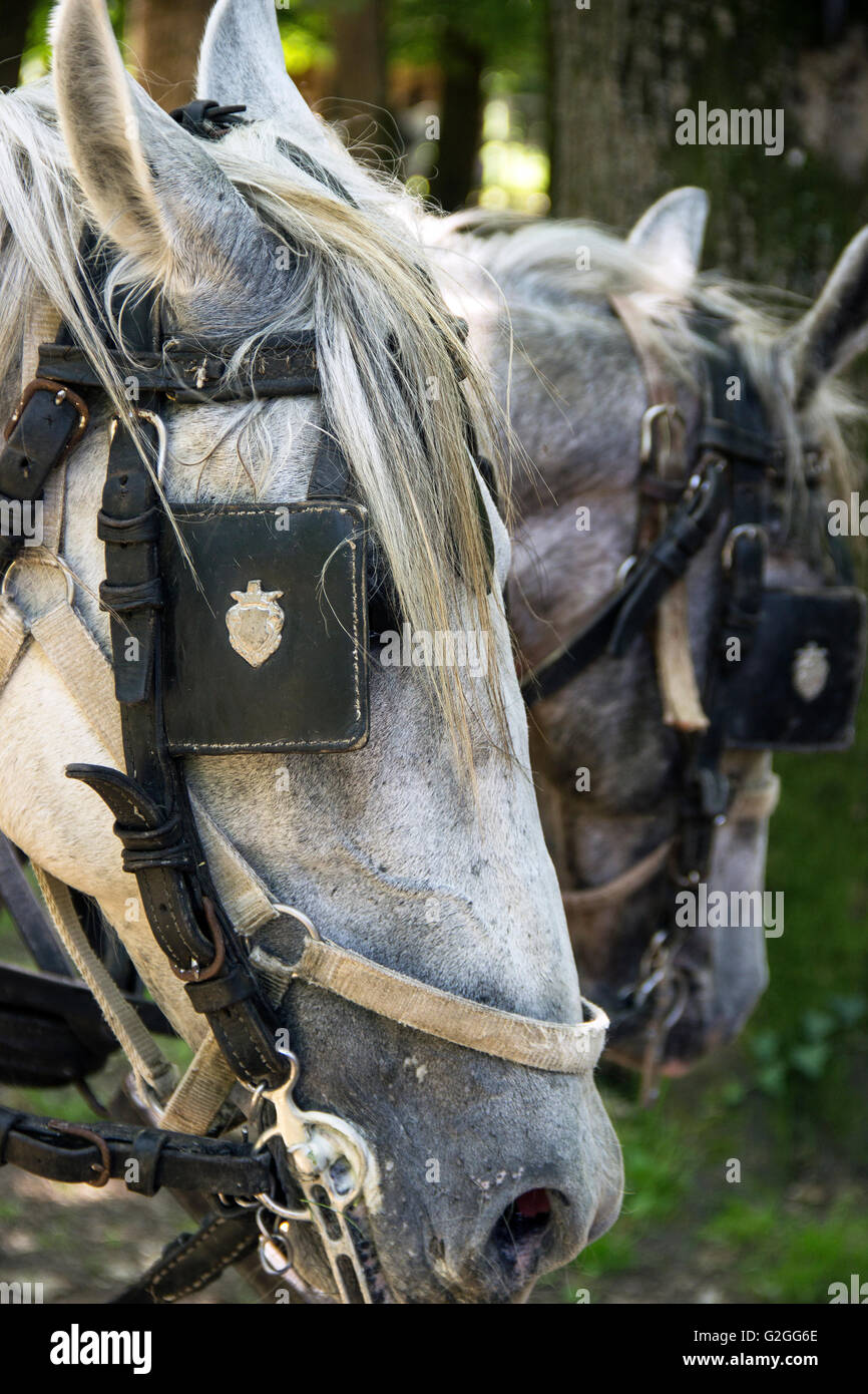 Serbia - Due imbrigliato progetto di cavalli Foto Stock