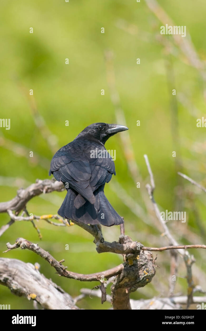 Ritratto verticale di carrion crow, Corvus corone, adulti appollaiato su un ramo. Foto Stock