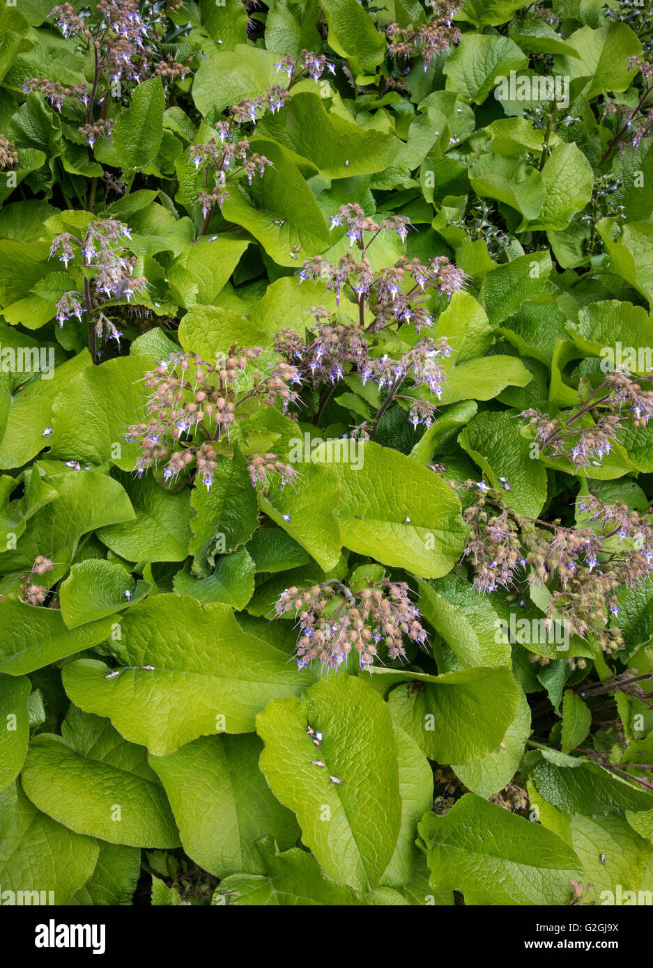 Grandi leafed ardito perenne Trachystemon orientalis nown come Abramo Isacco Giacobbe ina ombroso confine di un giardino Bristol REGNO UNITO Foto Stock