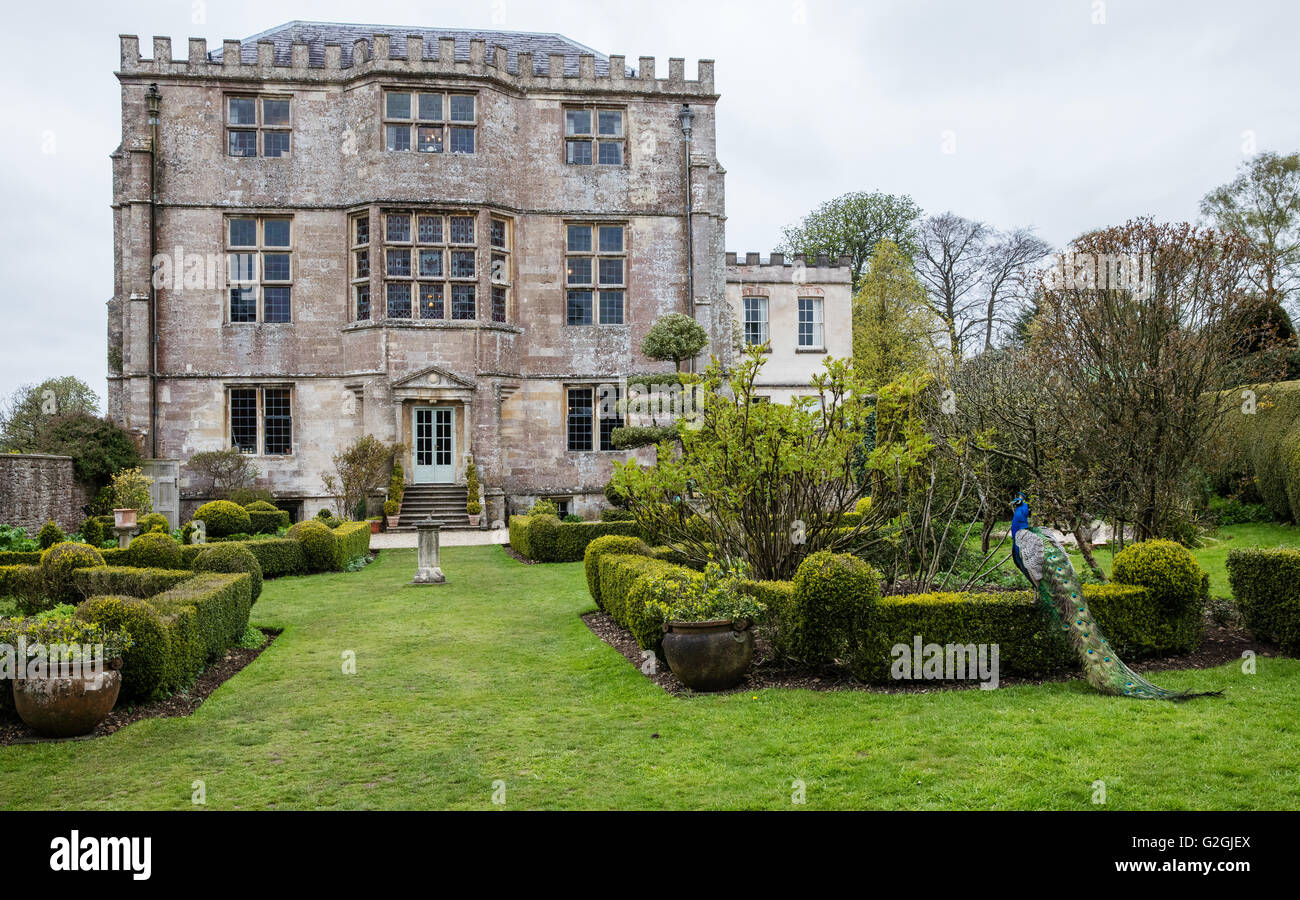 Hunting Lodge e giardini di Newark Park nel Gloucestershire con peacock Foto Stock